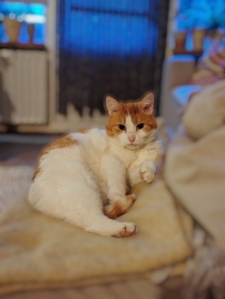 Kat Europese korthaar of huiskat