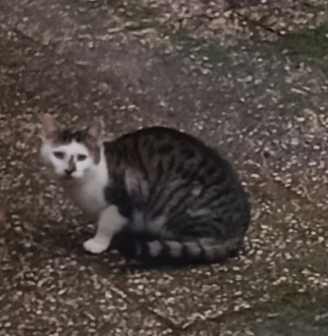 Kat Europese korthaar of huiskat