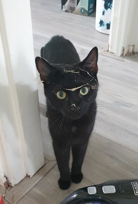 Kat Europese korthaar of huiskat