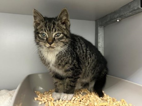 Kat Europese korthaar of huiskat