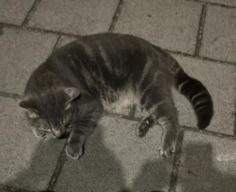 Kat Europese korthaar of huiskat