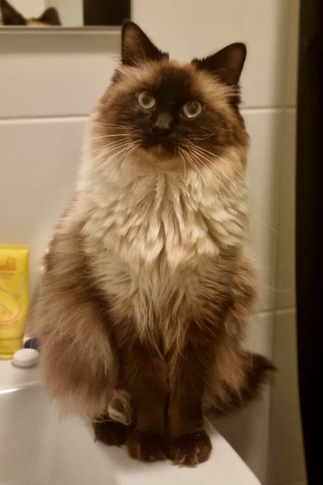 Kat Heilige Birmaan X