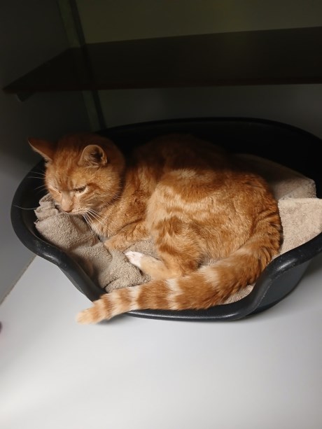 Kat Europese korthaar of huiskat