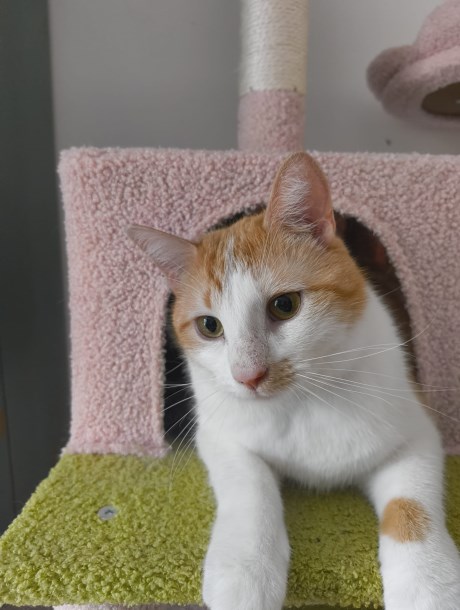 Kat Europese korthaar of huiskat