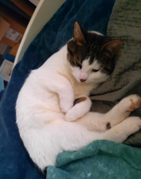 Kat Europese korthaar of huiskat