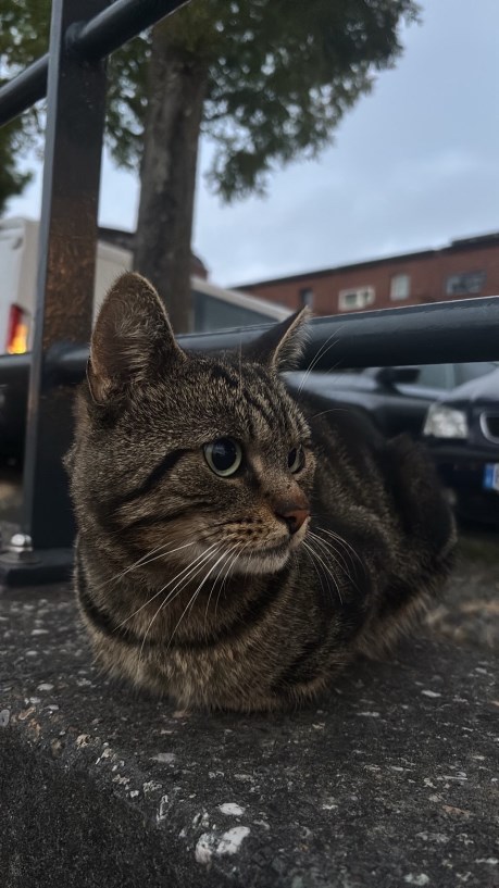 Kat Brits korthaar X