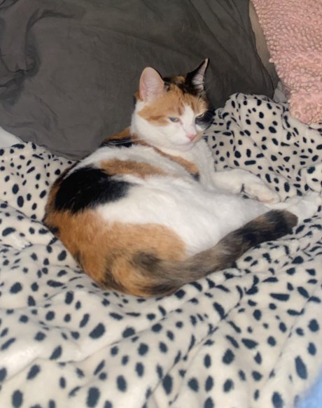 Kat Europese korthaar of huiskat