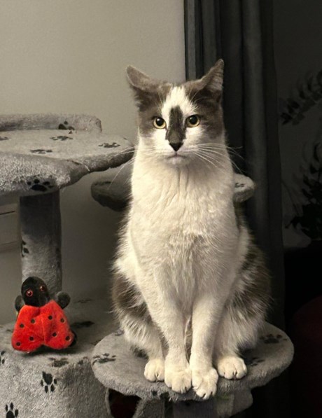 Kat Europese korthaar of huiskat