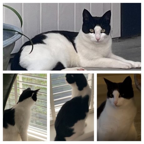 Kat Europese korthaar of huiskat