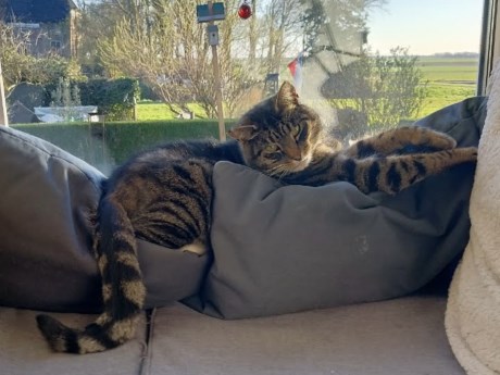 Kat Europese korthaar of huiskat