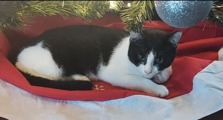 Kat Europese korthaar of huiskat