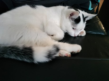 Kat Europese korthaar of huiskat