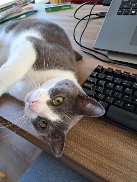 Kat Europese korthaar of huiskat