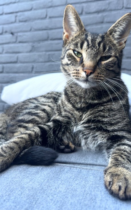 Kat Europese korthaar of huiskat