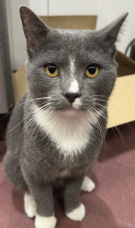 Kat Europese korthaar of huiskat