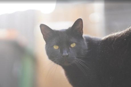 Kat Europese korthaar of huiskat