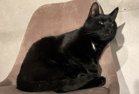 Kat Europese korthaar of huiskat