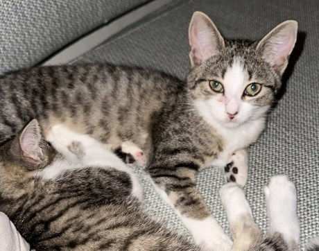 Kat Europese korthaar of huiskat