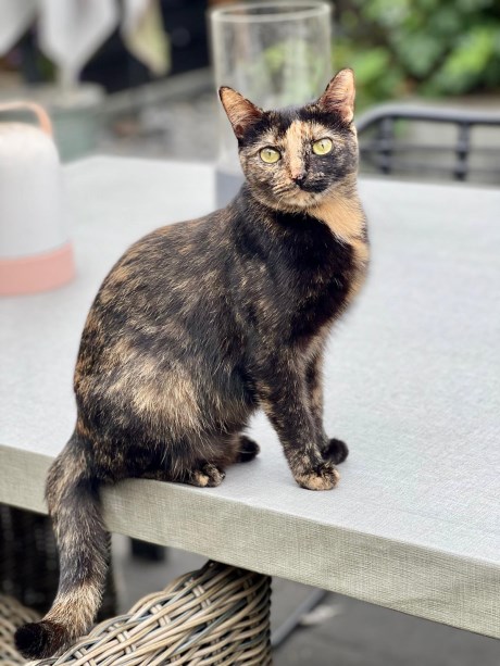 Kat Europese korthaar of huiskat