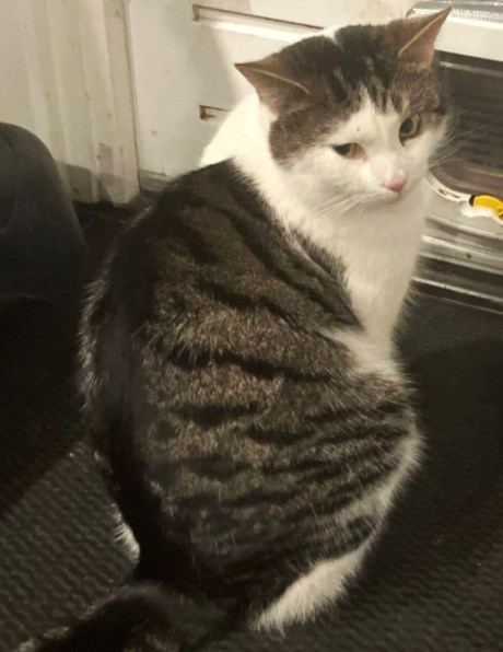 Kat Europese korthaar of huiskat