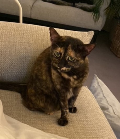 Kat Europese korthaar of huiskat