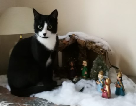 Kat Europese korthaar of huiskat