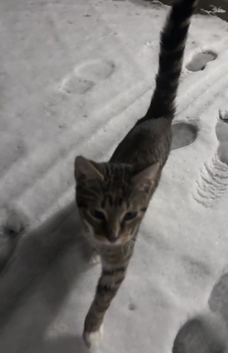 Kat Europese korthaar of huiskat