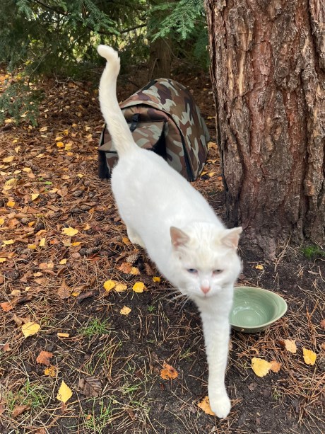 Kat Europese korthaar of huiskat