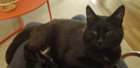 Kat Europese korthaar of huiskat