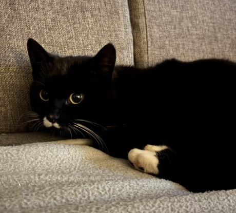 Kat Europese korthaar of huiskat