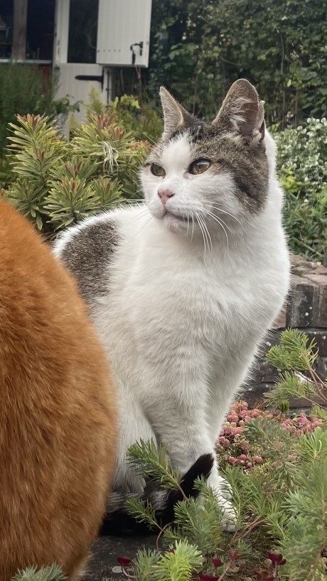 Kat Europese korthaar of huiskat