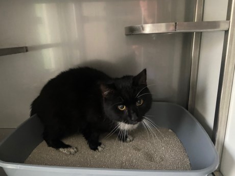 Kat Europese korthaar of huiskat