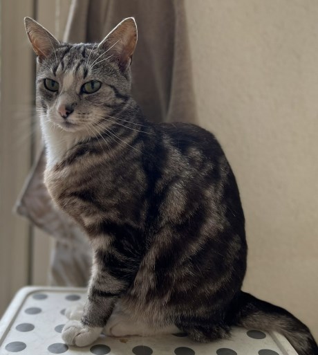 Kat Europese korthaar of huiskat