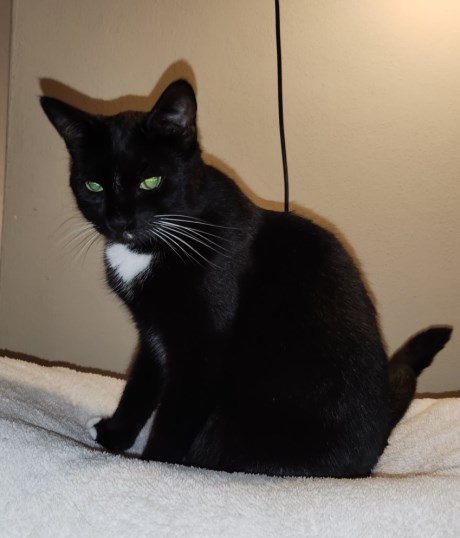 Kat Europese korthaar of huiskat