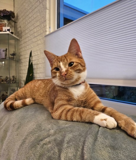 Kat Europese korthaar of huiskat