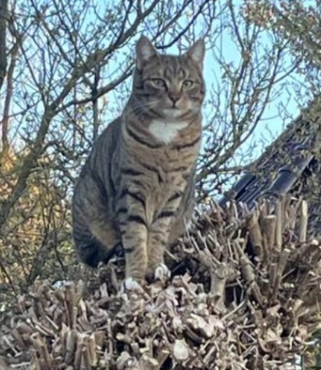 Kat Europese korthaar of huiskat