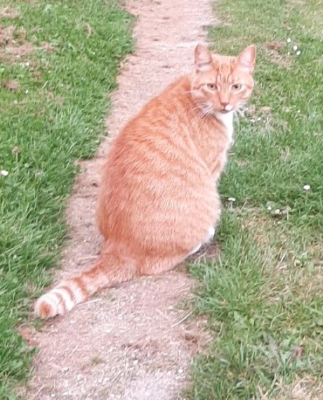 Kat Europese korthaar of huiskat