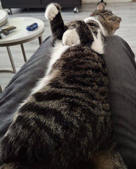 Kat Europese korthaar of huiskat