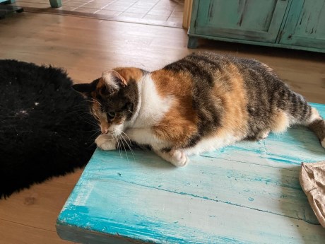 Kat Europese korthaar of huiskat