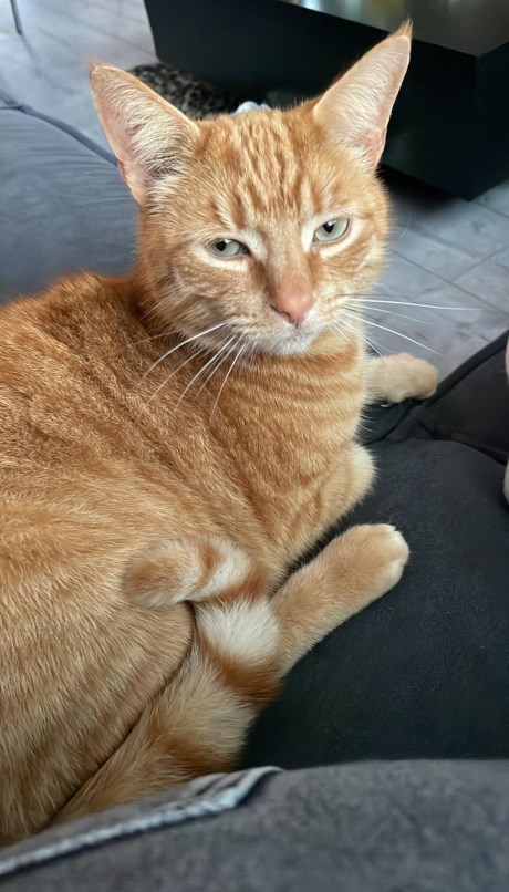 Kat Europese korthaar of huiskat