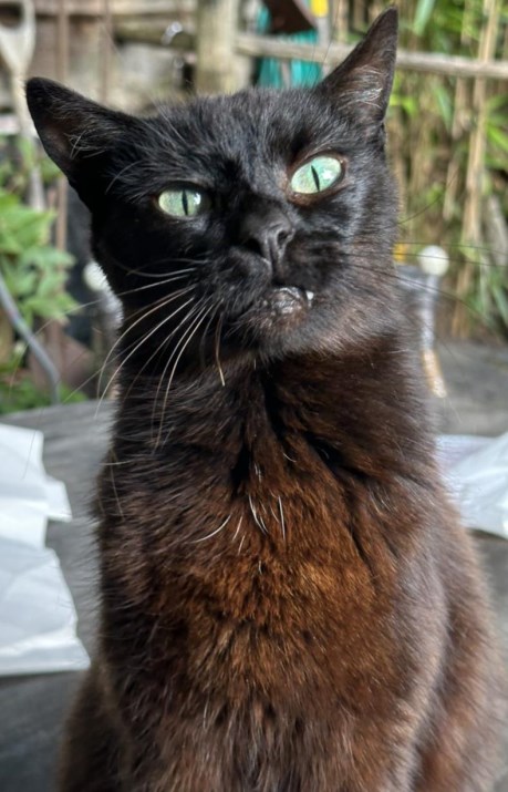 Kat Europese korthaar of huiskat