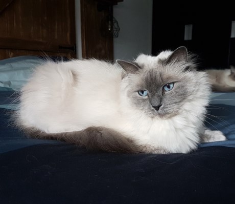Kat Ragdoll