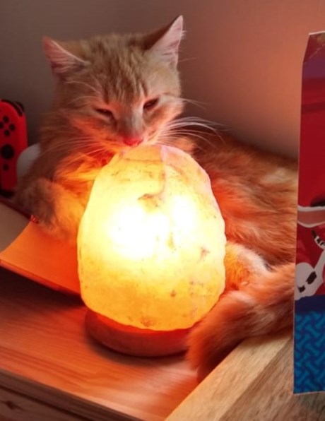 Kat Europese korthaar of huiskat