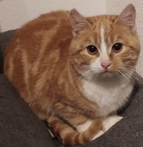 Kat Europese korthaar of huiskat