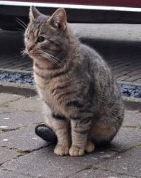 Kat Europese korthaar of huiskat