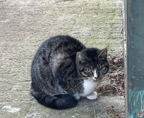 Kat Europese korthaar of huiskat