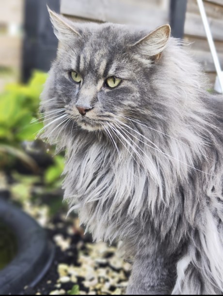 Kat Maine Coon