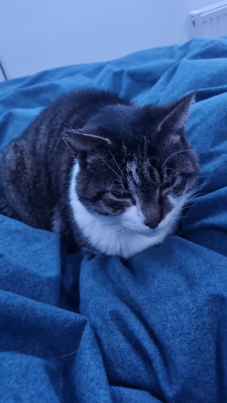 Kat Europese korthaar of huiskat