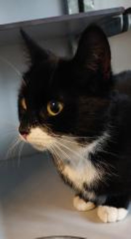 Kat Europese korthaar of huiskat