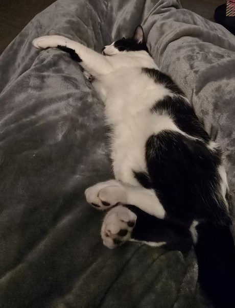 Kat Europese korthaar of huiskat